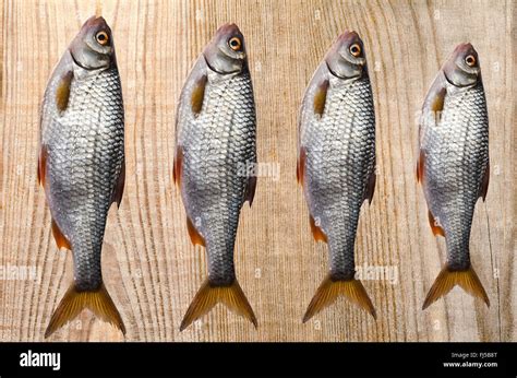 Board Fish Whole River Lays Hi Res Stock Photography And Images Alamy