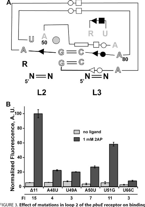 Figure 3 From Structure Guided Mutational Analysis Of Gene Regulation