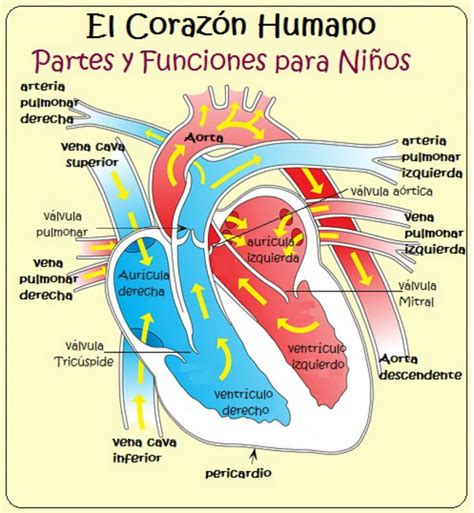 Diagrama Del Corazon Y Sus Partes Detalles M S De Dibujo