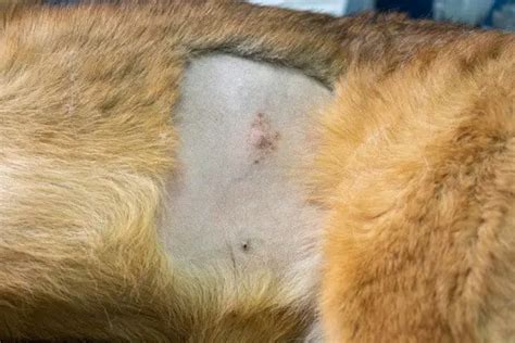 Red Bump On Dogs Paw 7 Reasons To Check Closely