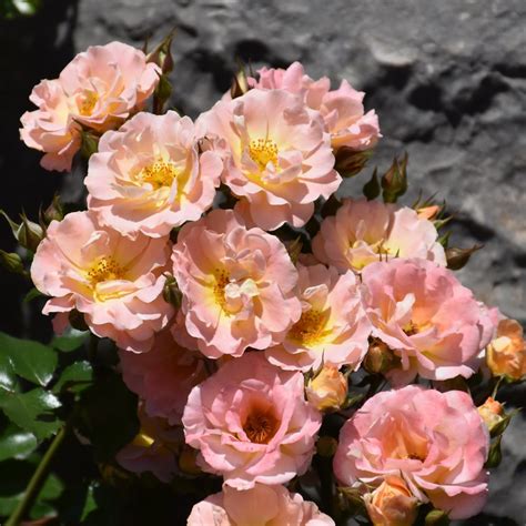 PEACH DRIFT ROSE Platt Hill Nursery