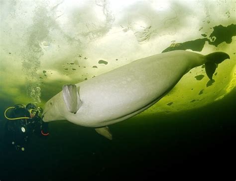 Divers Swim And Play With White Beluga Whales Under The Arctic Ice In