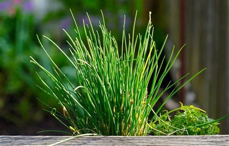 How To Grow Chives In Your Herb Garden Plant Food At Home