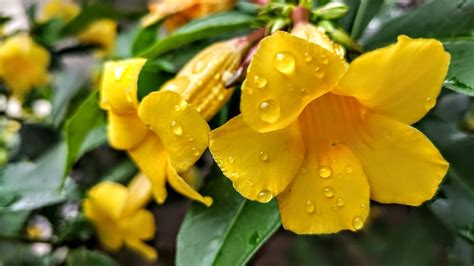 Small Allamanda Oleander Allamanda Allamanda Schottii Flickr