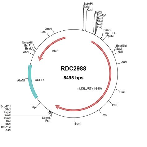 Mouse Mglur Np Versaclone Cdna Rdc R D Systems