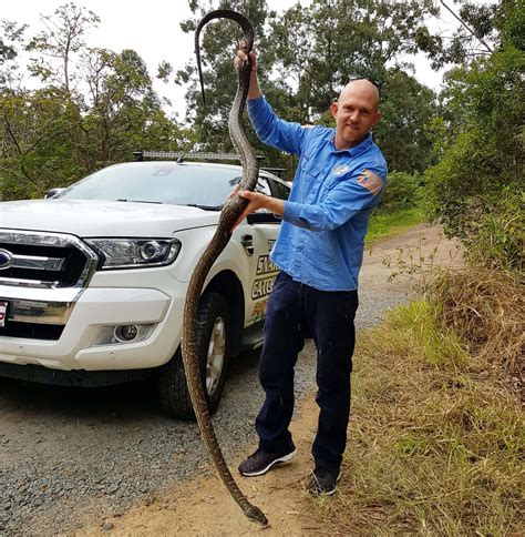 Snake Catcher Caboolture Rapid Response The Snake Catcher