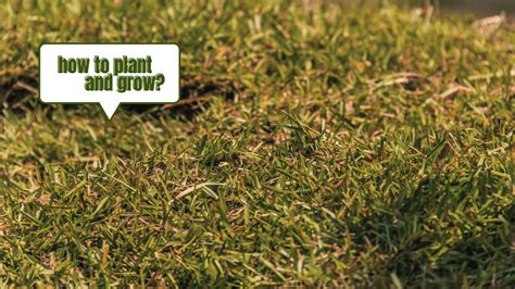 How To Successfully Plant And Grow A Lush Centipede Grass Lawn A Comprehensive Guide Home