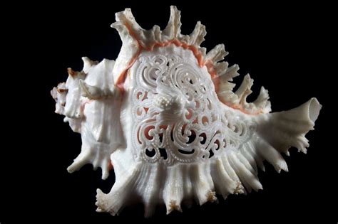 Carving Balinese Decor Sea Snail Snail Shell Big Shell Balinese