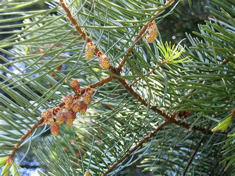 Abies Concolor Ssp Concolor AZ Kaibab Conifer Concolor Fir White Fir