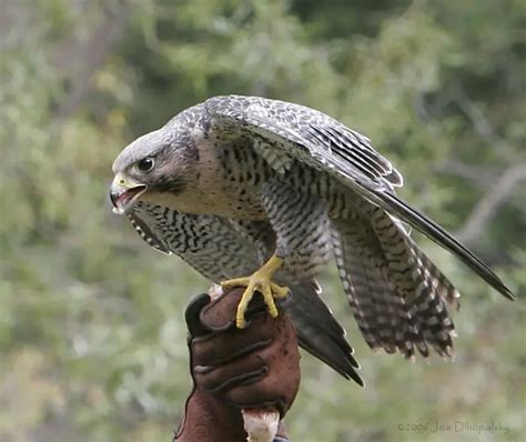 Peregrine Falcon Facts For Kids - Peregrine Diet & Behavior