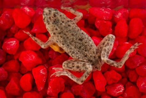 African Dwarf Frog Care Guide Tank Diet Breeding And More