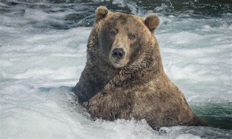 Congrats To Otis The Fat Bear Champion Of Alaska The Fresh Toast