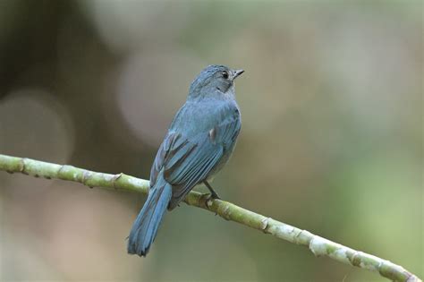 Verditer Flycatcher Eumyias Thalassinus Jonathan Leigh Flickr