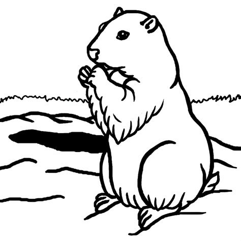 Groundhog Line Drawing At Getdrawings Free Download