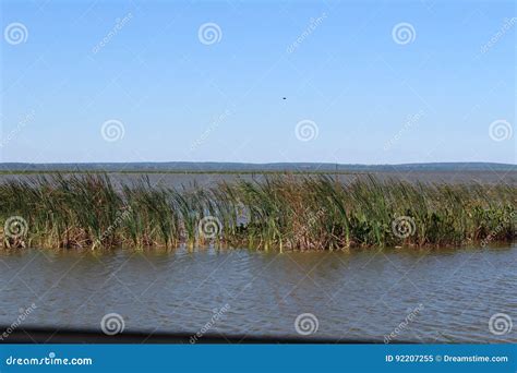 Apopka Nature Reserve stock image. Image of beautiful - 92207255