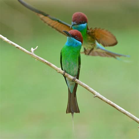 Blue Throated Bee Eater Bird Stock Photo Image Of Male Environment