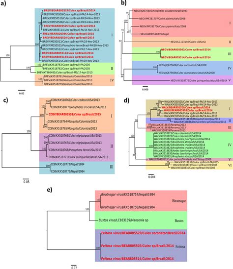 Phylogenetic Tree Of The Concatenated Nucleotide Sequences Of ORF1