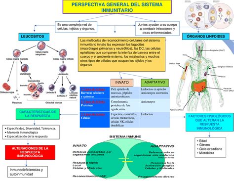 Mapa Conceptual De Sistema Inmunologico Tesmapa 5 Images