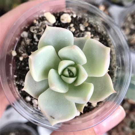 Graptoveria TITUBANS - SUCCULENT.KUPI