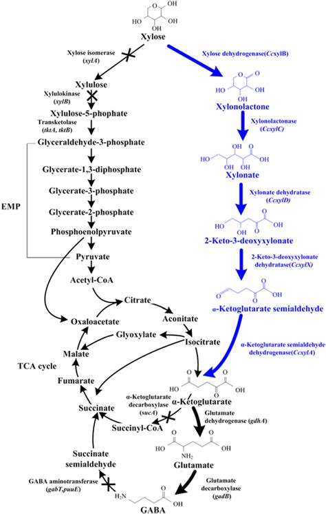 Biosynthetic Pathways Of GABA From Xylose In E Coli Used In This