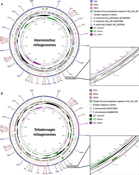 Frontiers Characterization Of The Complete Mitochondrial Genomes Of