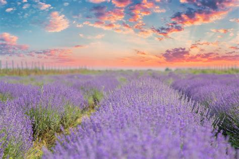 Poiana Cu Lavanda Unde In Constanta