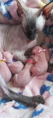 Sphynx Hembra Joven Egipcio O Gato Esfinge O Gato Pelado En Venta En