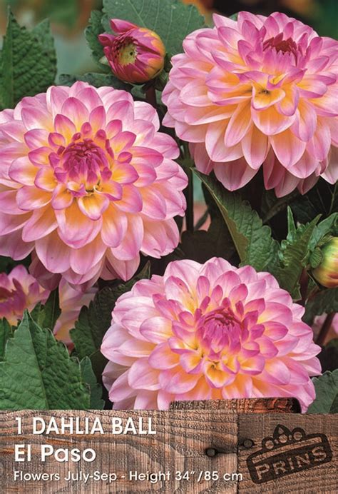 Dahlia Decorative Ball El Paso Wpc Prins Quality Bulbs Tubers