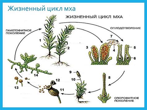 Презентация 6 класс биология размножение споровых растений