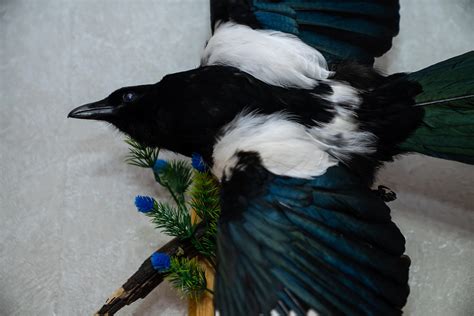 Eurasian Magpie Taxidermy Bird Mount Mounted Stuffed Birds For Sale