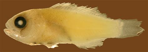 Serranidae, the groupers and seabasses, in the Guide to the larval reef fishes of the Caribbean ...