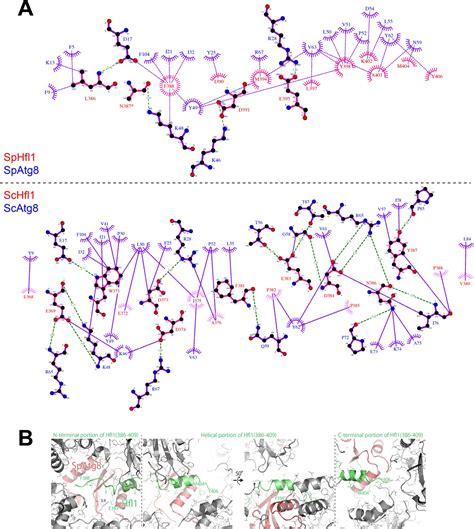 Figures And Data In Lipidation Independent Vacuolar Functions Of Atg