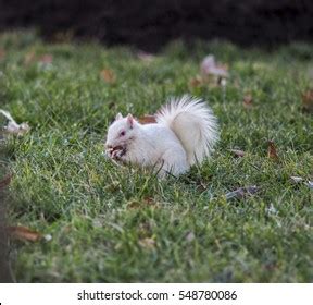 897 Albino squirrel Images, Stock Photos & Vectors | Shutterstock