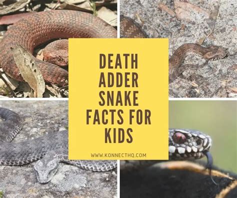 Death Adder Snake Facts for Kids - KonnectHQ