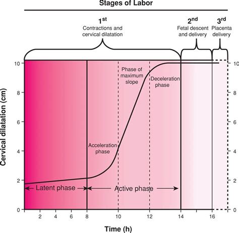 Normal stages of labor