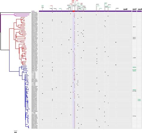 Phylogenomic Analysis Of Convergent Rpob Non Rrdr Mutations Left