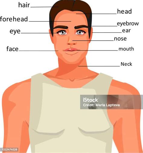 Le Visage Dun Bel Homme Anatomie Des Parties Du Visage Pour Apprendre