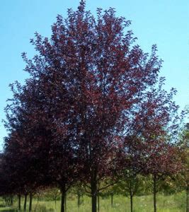 Canadian Red Cherry Hoette Farms Nursery