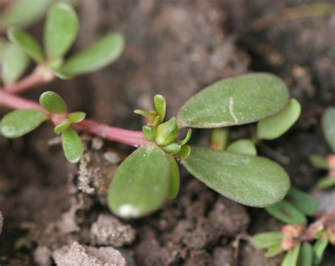 Purslane Organic Seeds Etsy