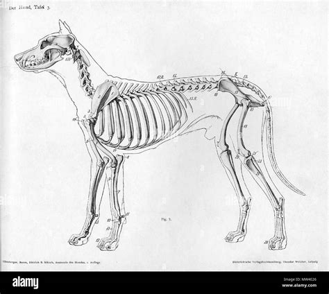 Anatomia del perro fotografías e imágenes de alta resolución Alamy