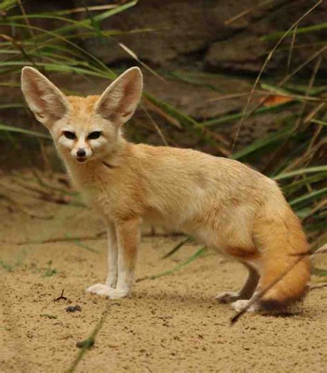 Fennec Fox Billabong Zoo Port Macquarie Koala And Wildlife Park