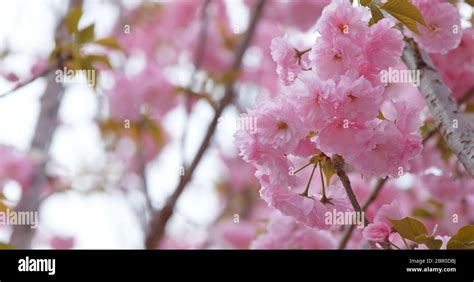 Taiwan cherry blossom Stock Photo - Alamy