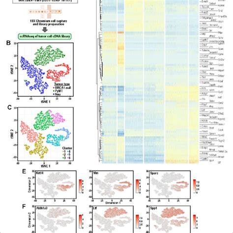 Tumor cells from distinct mouse models of breast cancer cluster ...