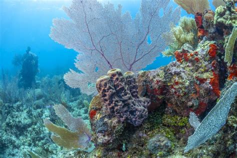 Caribbean Coral Garden Stock Photo Image Of Scuba Wildlife 165201168