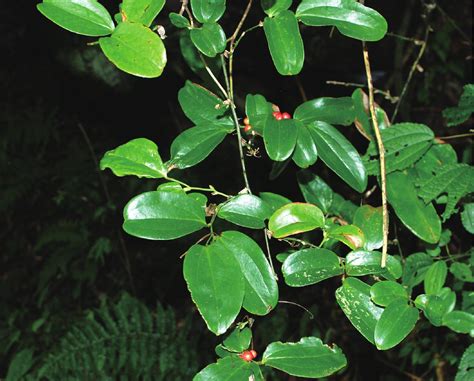 刺萆薢 白族药用植物图 医学