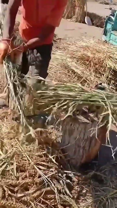 Greatest Tool Cutting Foxtail Millets Harvesting Process Youtube