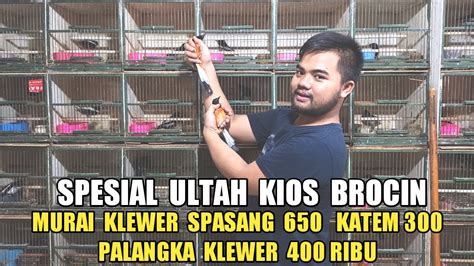 SPESIAL ULTAH KIOS BROCIN MURAI BATU KLEWER SPASANG 650 RIBU PALANGLA