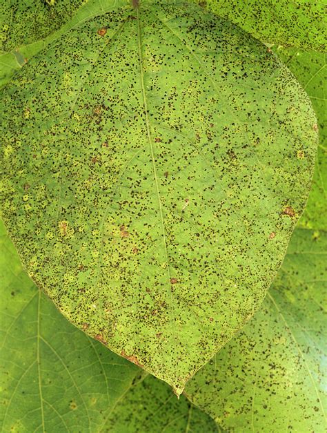 Bean Rust Fungus On A Leaf Photograph by Geoff Kidd/science Photo Library - Pixels