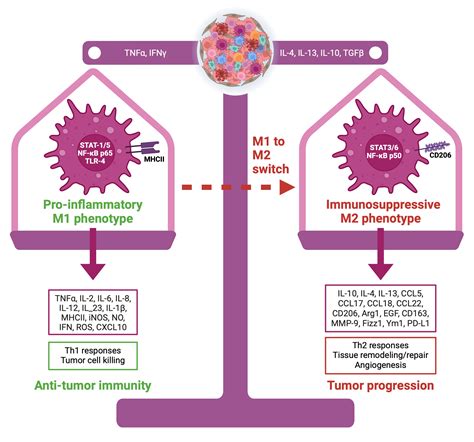 M Vs M Macrophages Biorender Science Templates