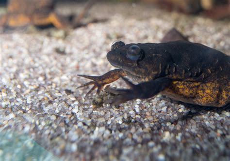 Lake Oku Clawed Frog Xenopus Longipes